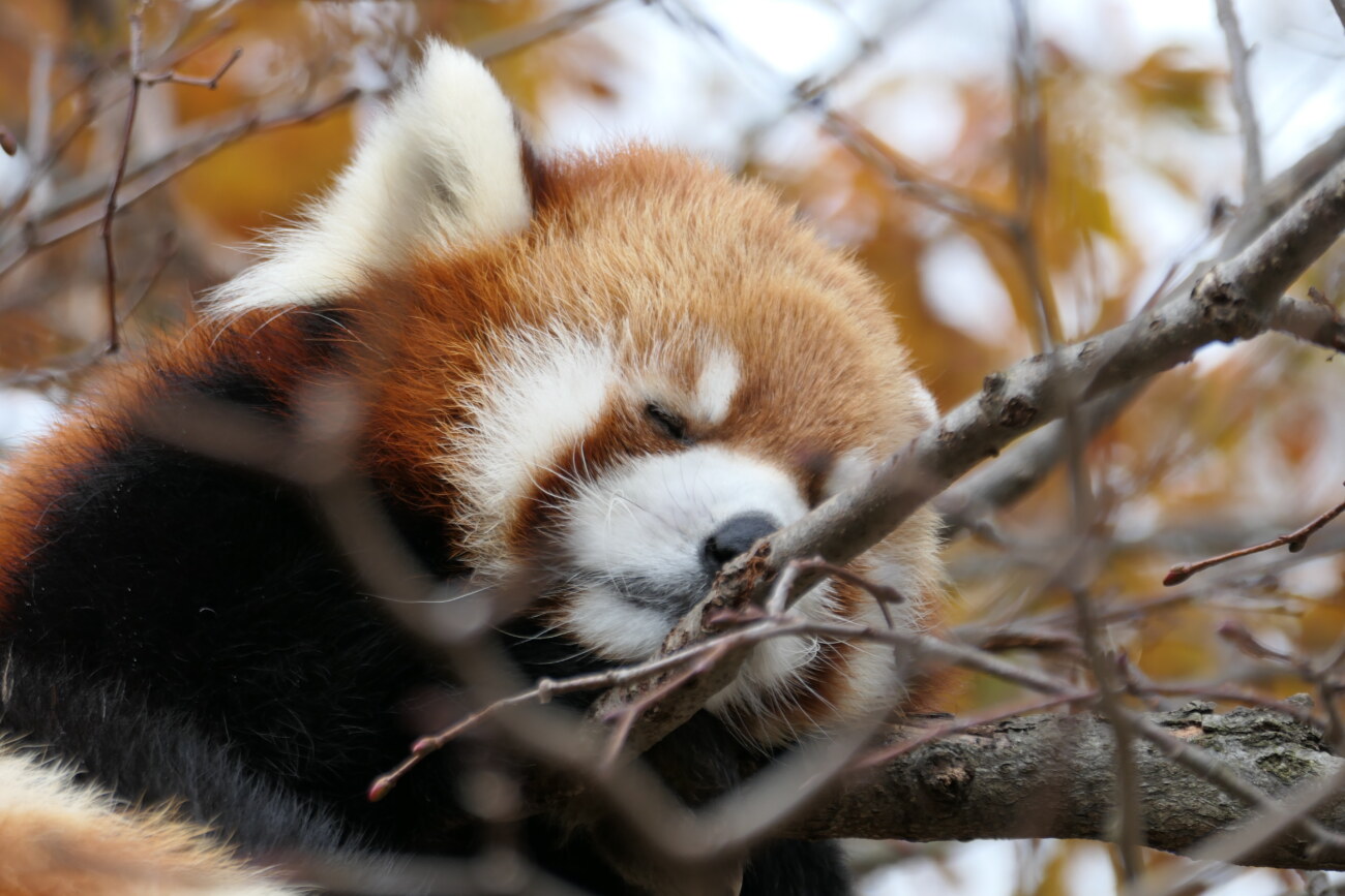 茶臼山動物園のレッサーパンダ
