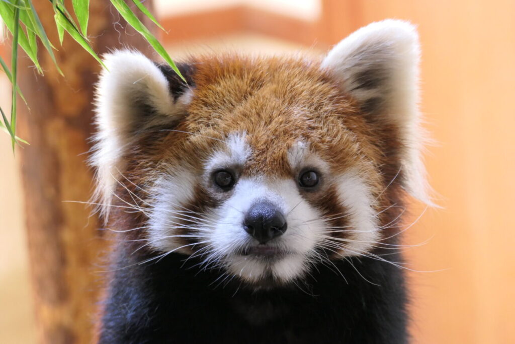 長野市 茶臼山動物園 レッサーパンダ