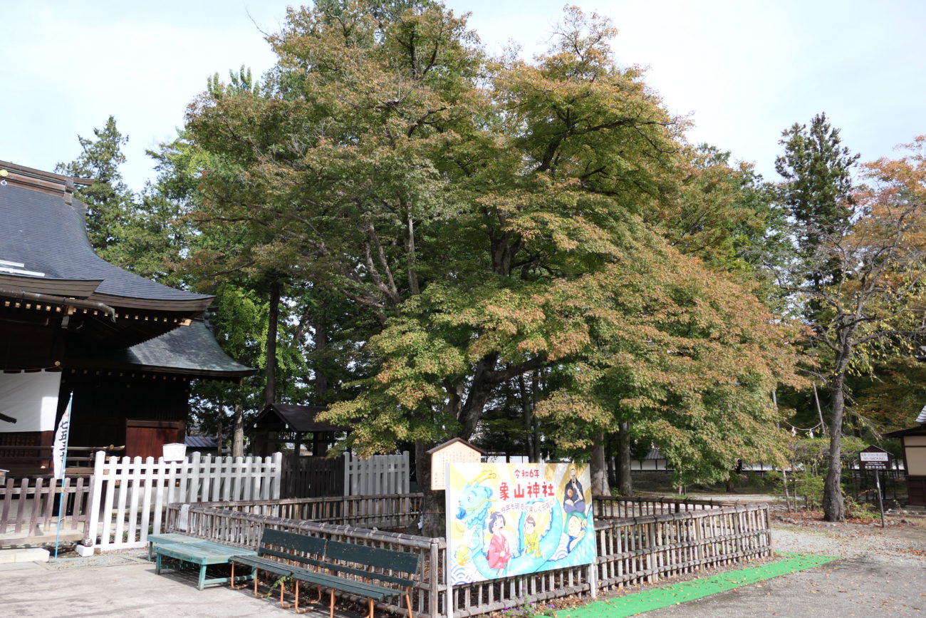 長野市松代 象山神社の御神木