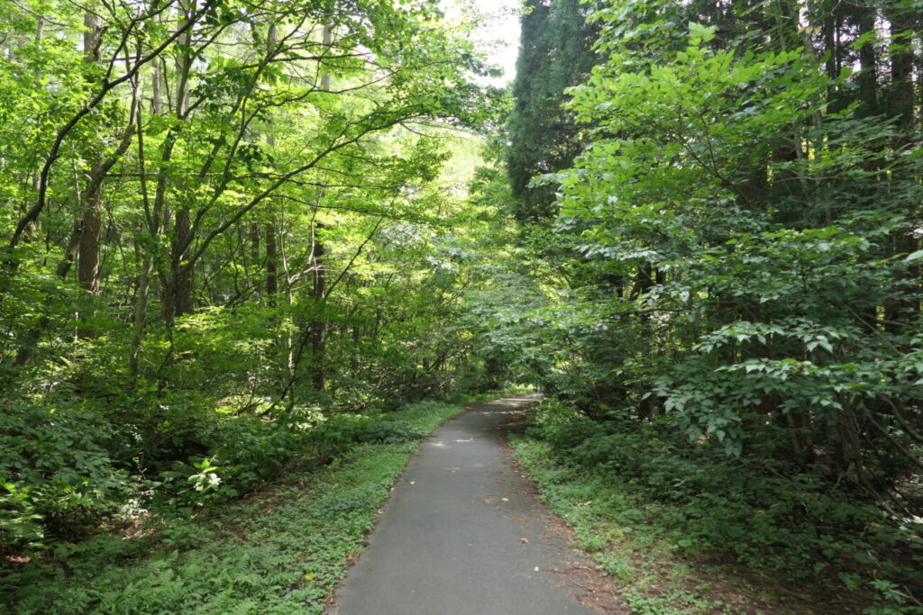 長野県信濃町 黒姫高原 御鹿池への道