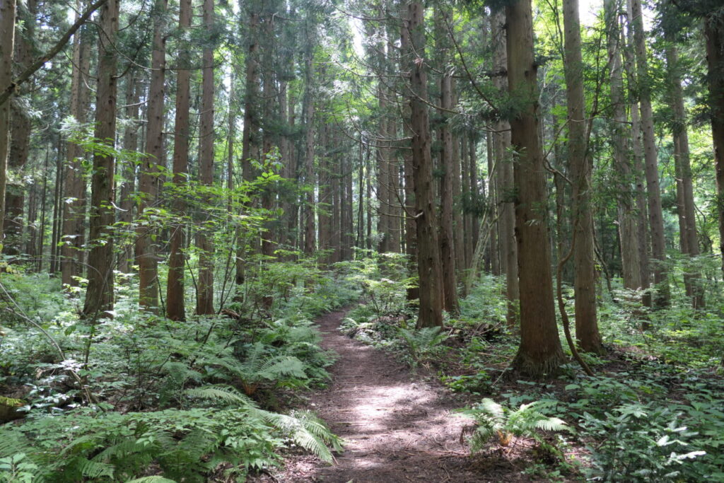 長野県信濃町 黒姫高原 御鹿池への道
