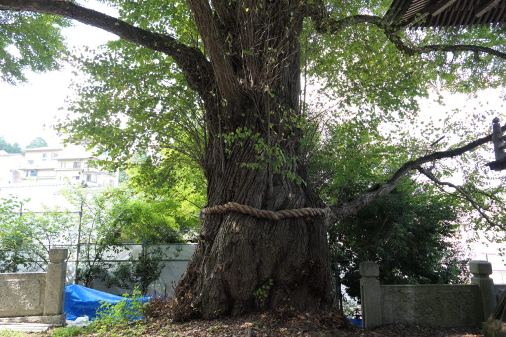 長野県上田市 別所温泉 北向観音 愛染カツラ