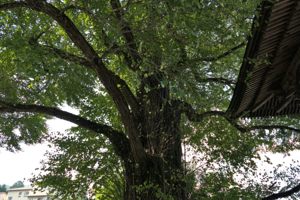 長野県上田市 別所温泉 北向観音 愛染カツラ
