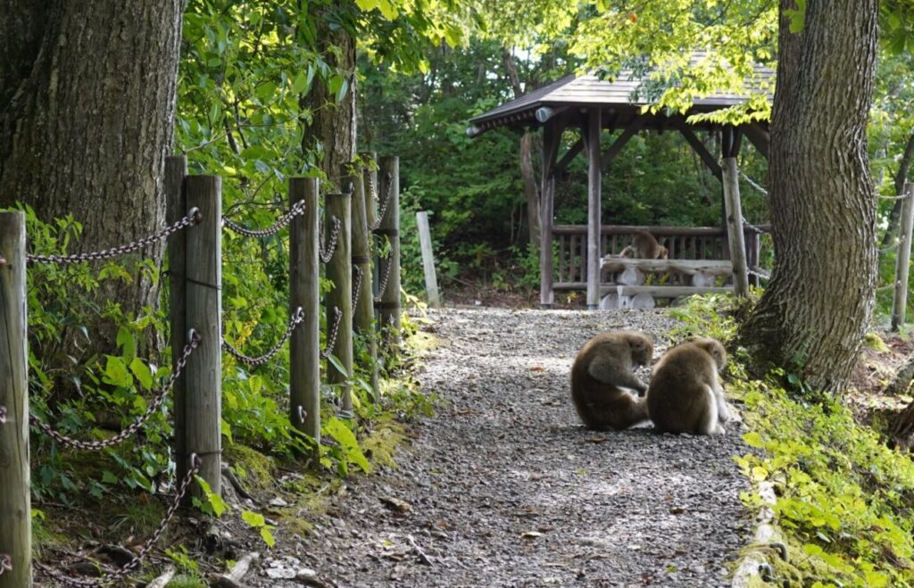 澗満滝と野生の猿