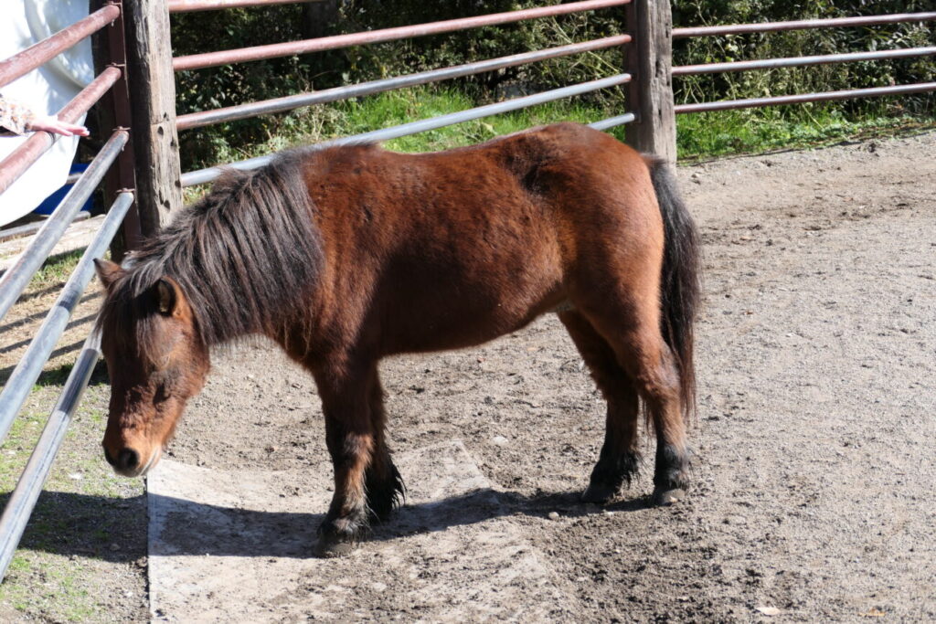 ホースランド安曇野 馬
