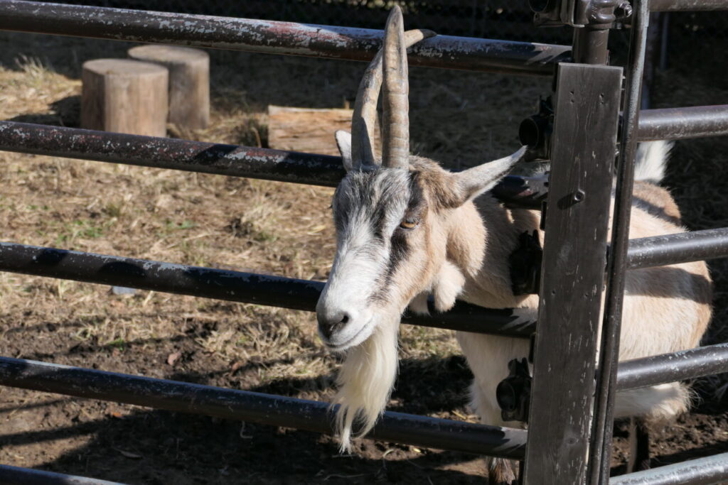 ホースランド安曇野 やぎ