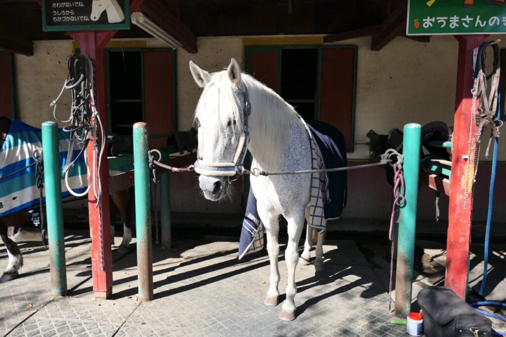 ホースランド安曇野 馬