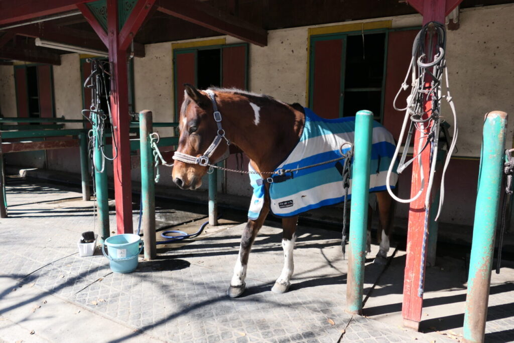 ホースランド安曇野 馬