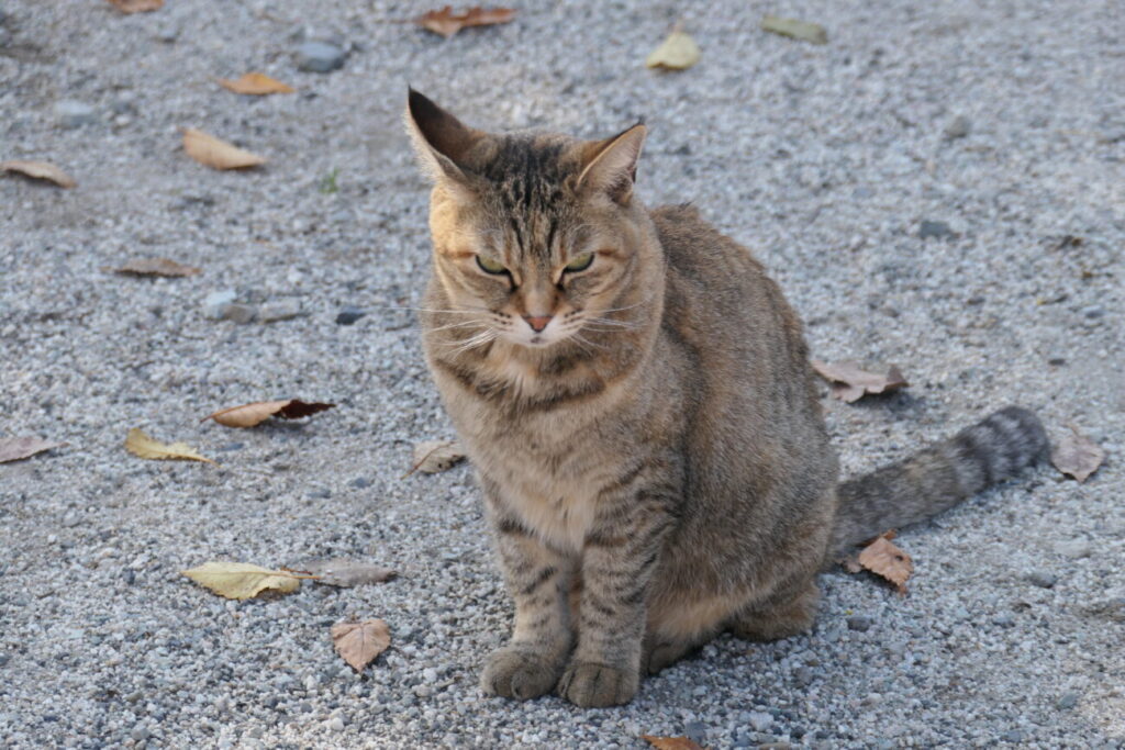 ホースランド安曇野 猫