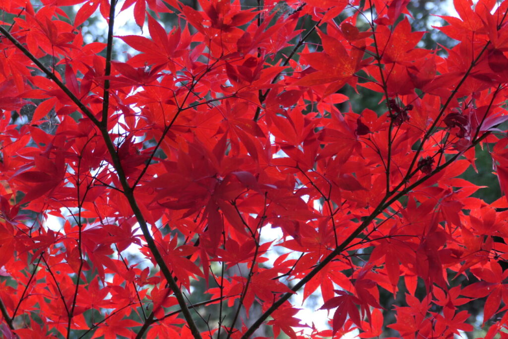 長野市 阿弥陀山 清水寺 紅葉