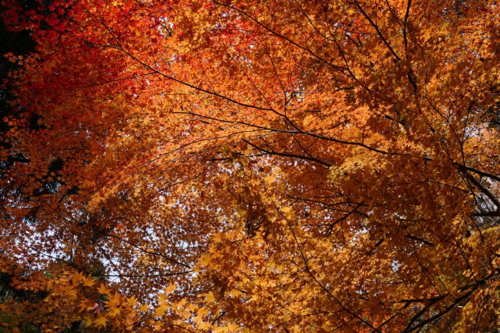 長野市 阿弥陀山 清水寺 紅葉