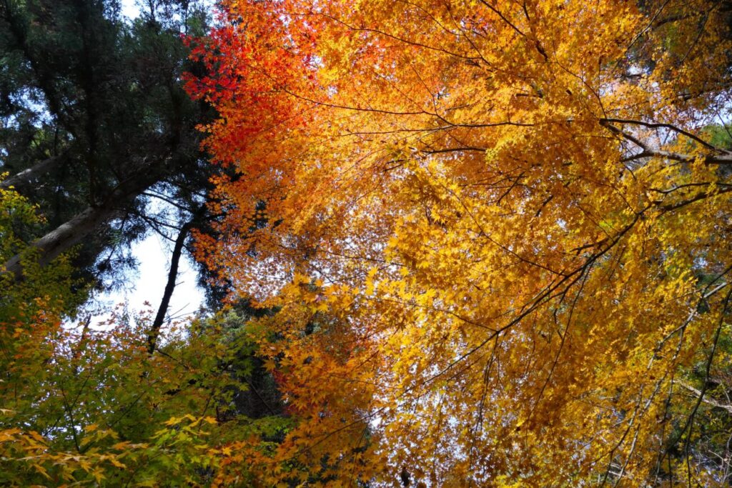 長野市 阿弥陀山 清水寺 紅葉