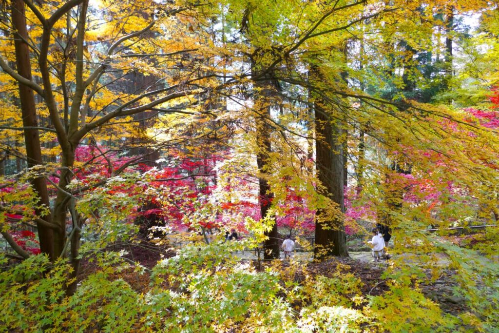 長野市 阿弥陀山 清水寺 紅葉