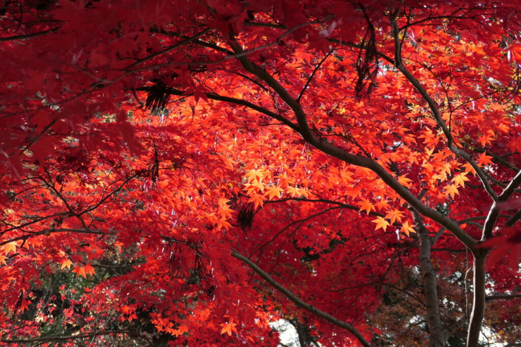 長野市 阿弥陀山 清水寺 紅葉