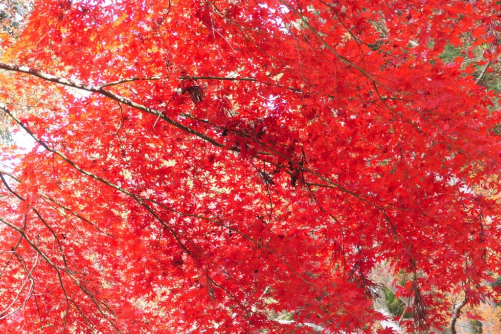長野市 阿弥陀山 清水寺 紅葉