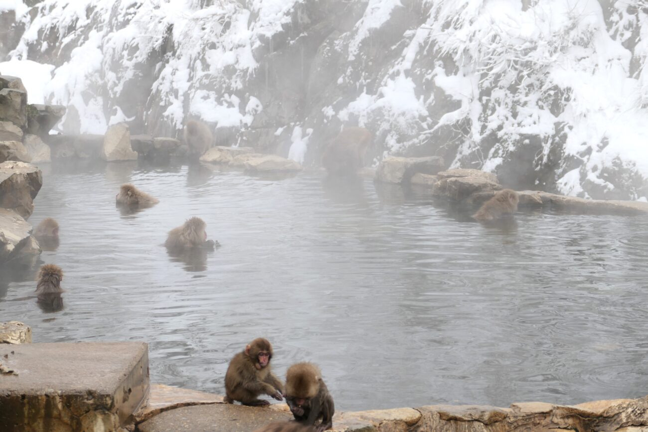地獄谷野猿公苑 jigokudani-yaen-koen 温泉