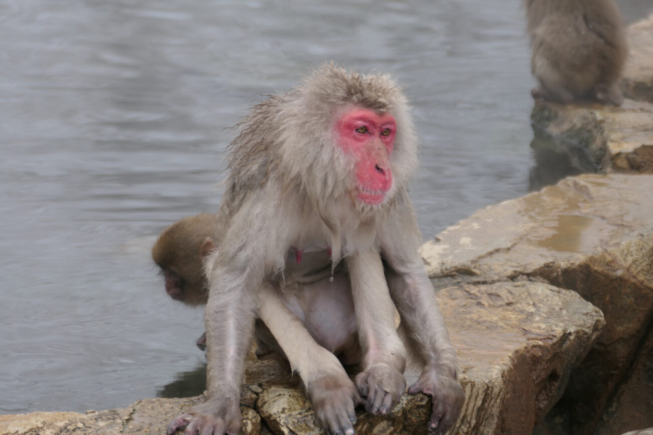 地獄谷野猿公苑 jigokudani-yaen-koen 猿