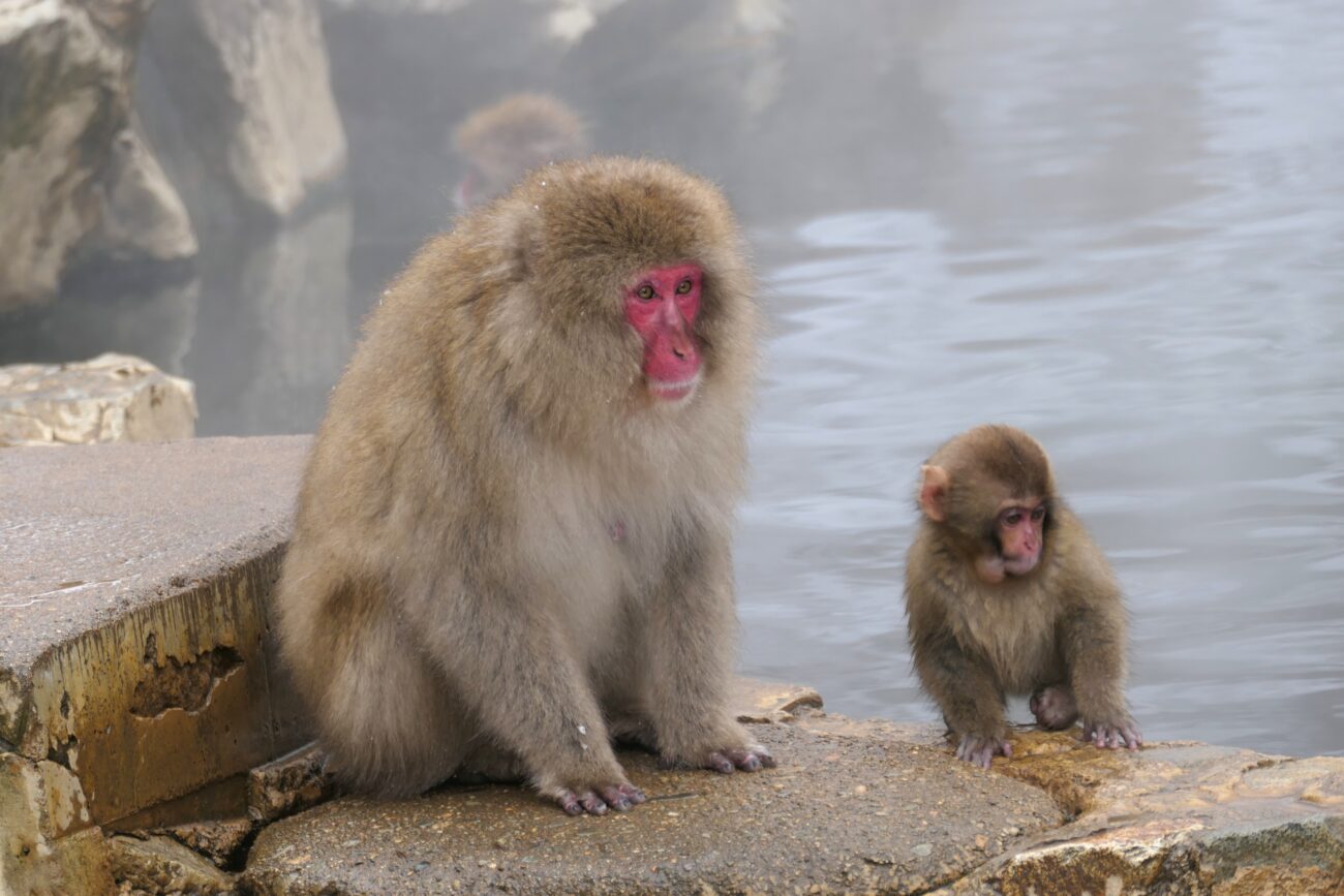 地獄谷野猿公苑 jigokudani-yaen-koen 親子猿