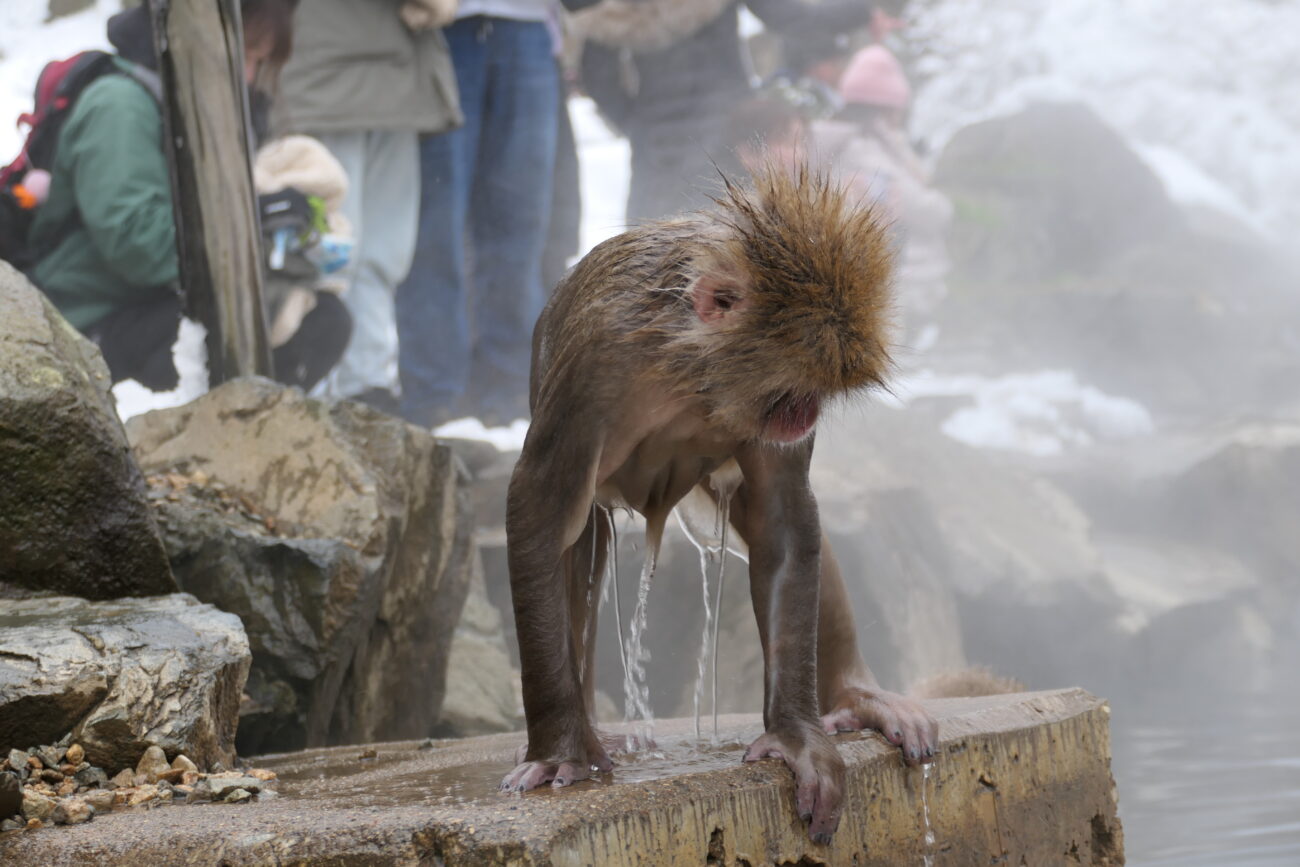 地獄谷野猿公苑 jigokudani-yaen-koen 猿