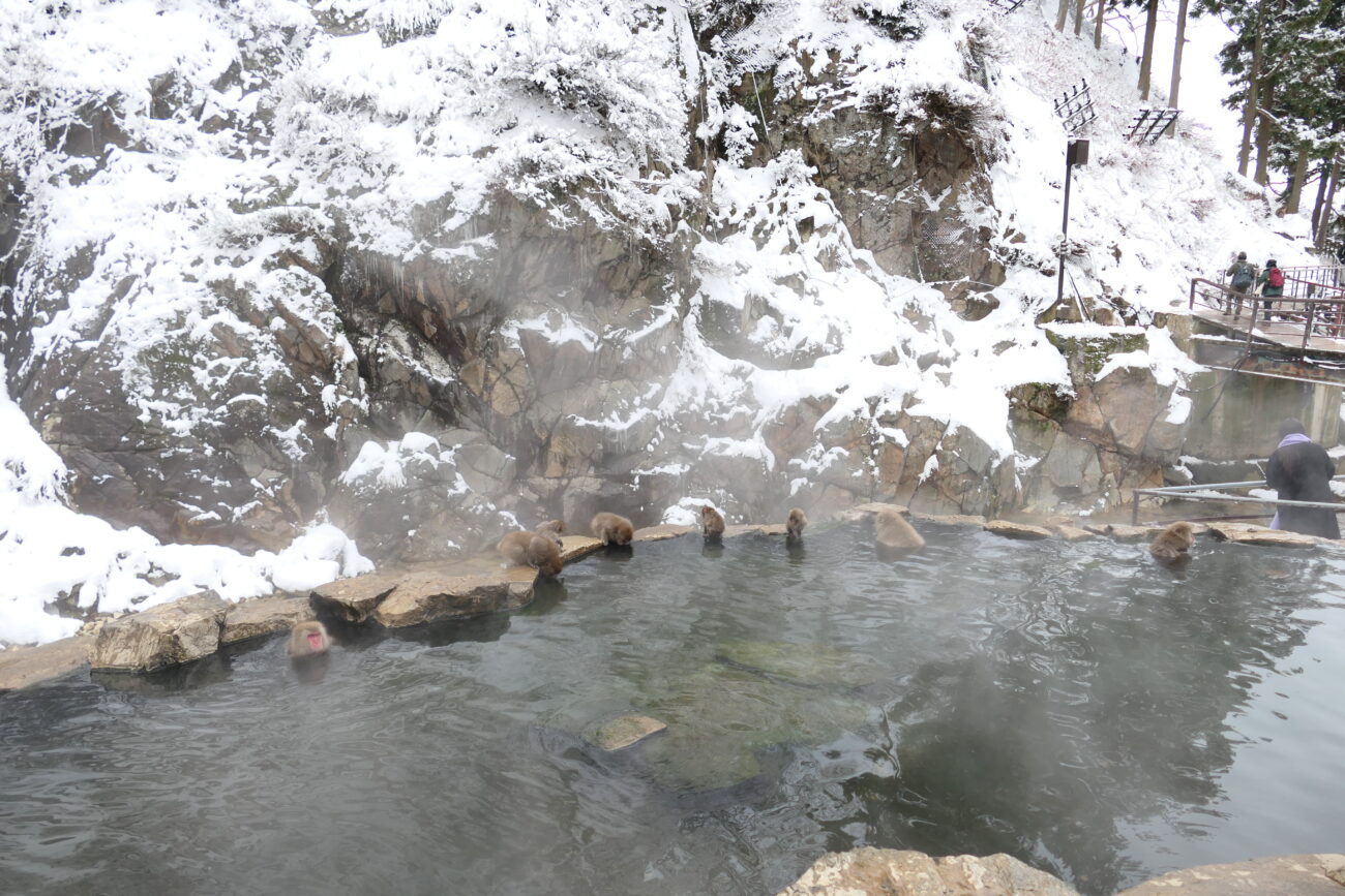 地獄谷野猿公苑 jigokudani-yaen-koen 温泉