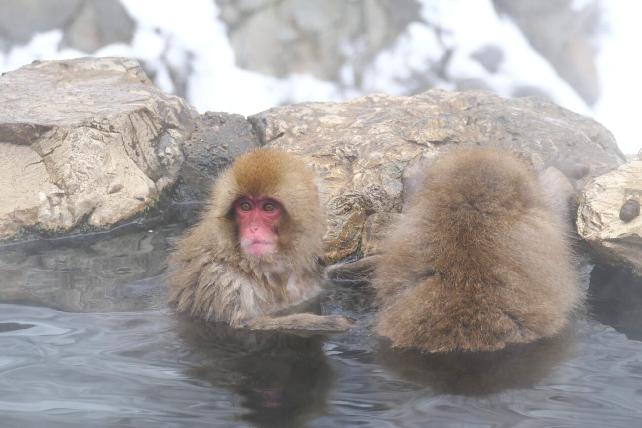 地獄谷野猿公苑 jigokudani-yaen-koen 温泉に浸かる猿