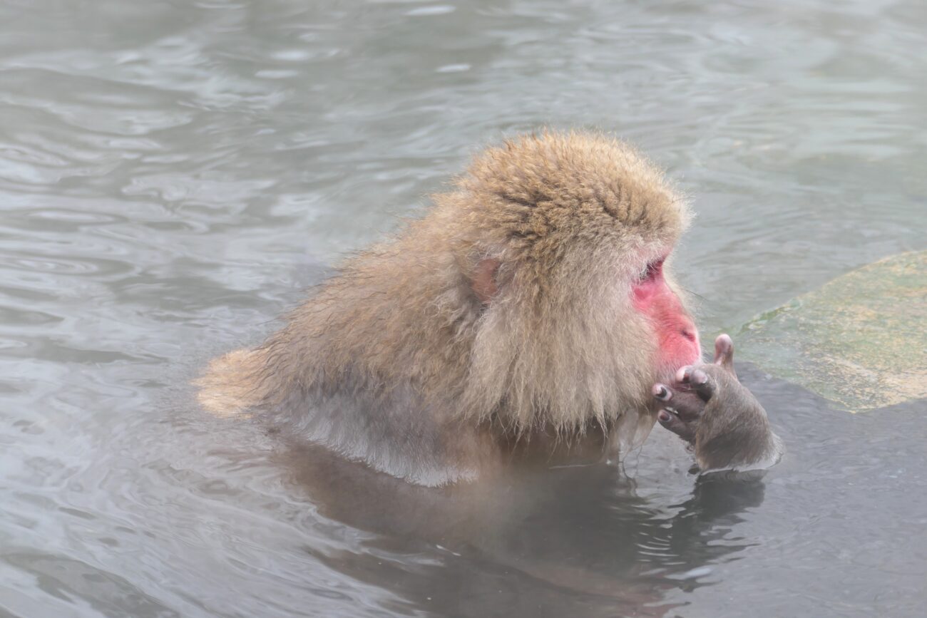 地獄谷野猿公苑 jigokudani-yaen-koen 猿