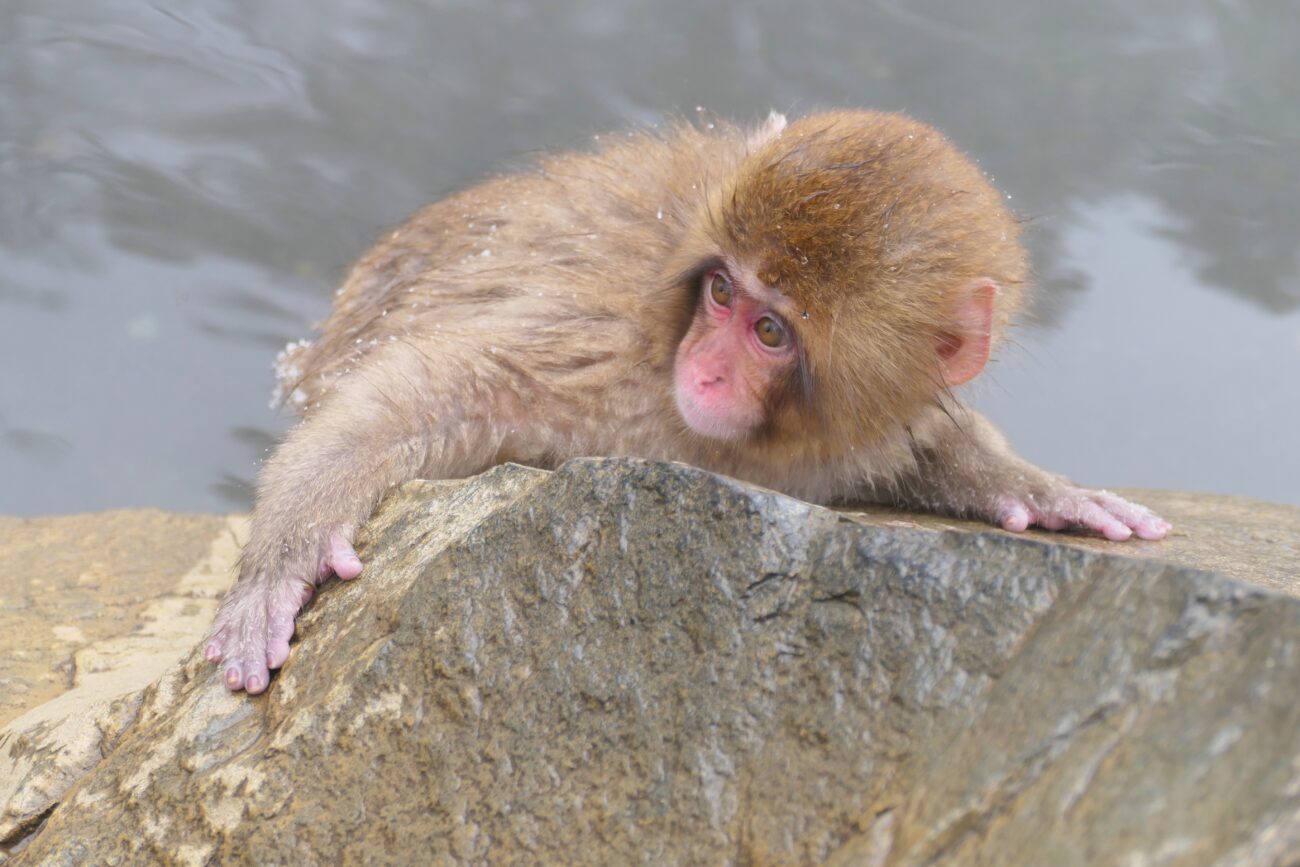 地獄谷野猿公苑 jigokudani-yaen-koen 子猿