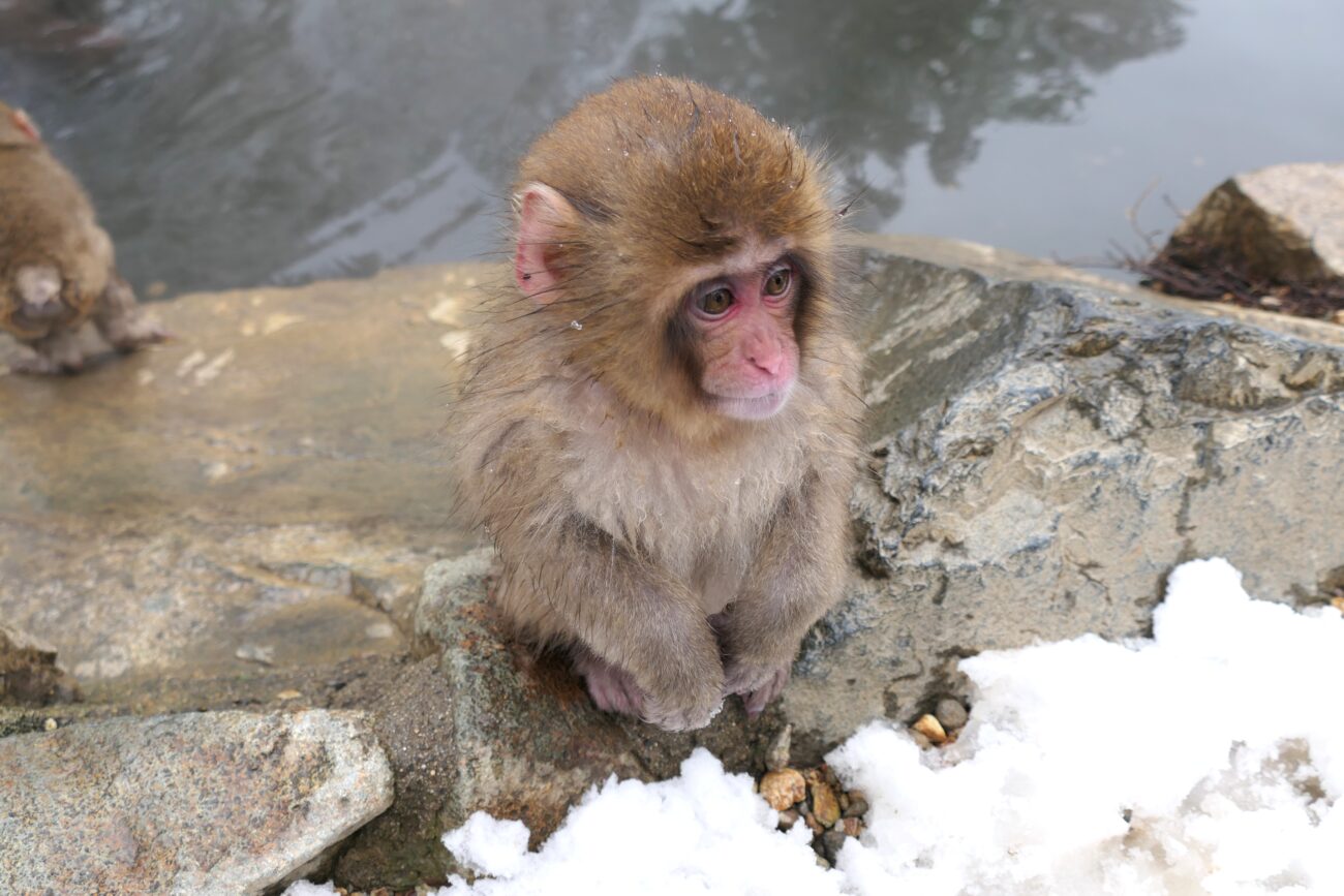地獄谷野猿公苑 jigokudani-yaen-koen 子猿