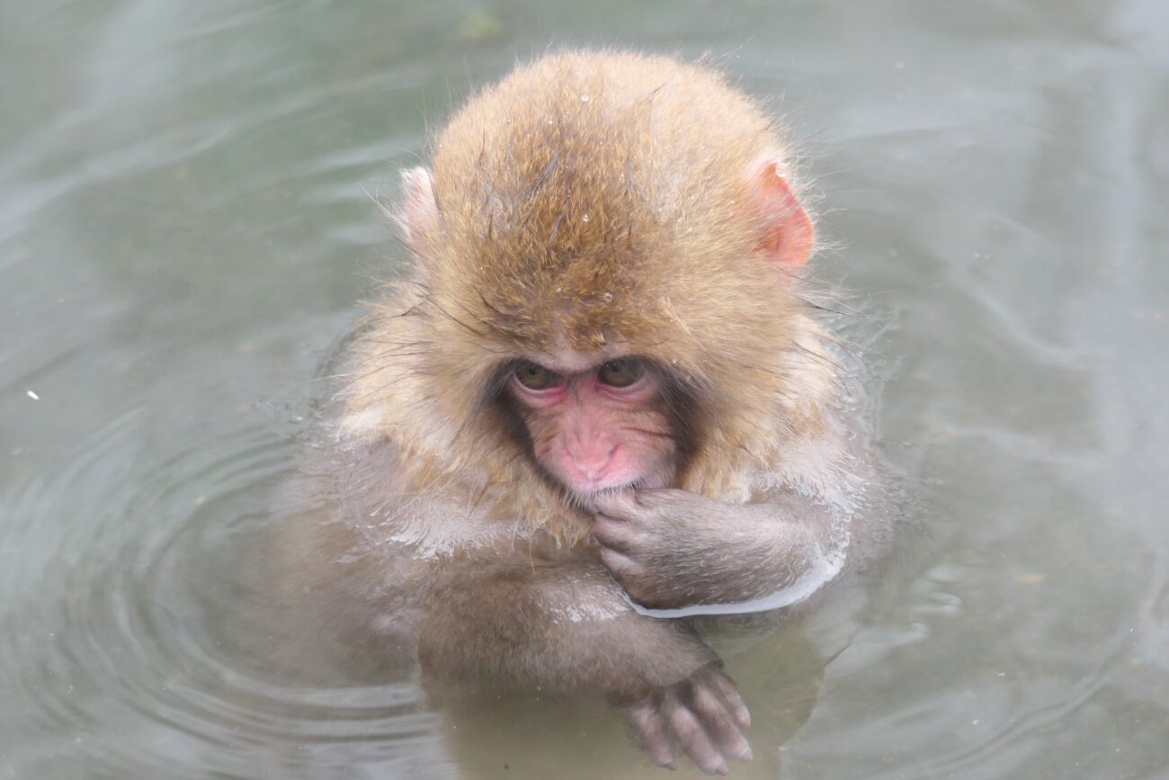 地獄谷野猿公苑 jigokudani-yaen-koen 子猿