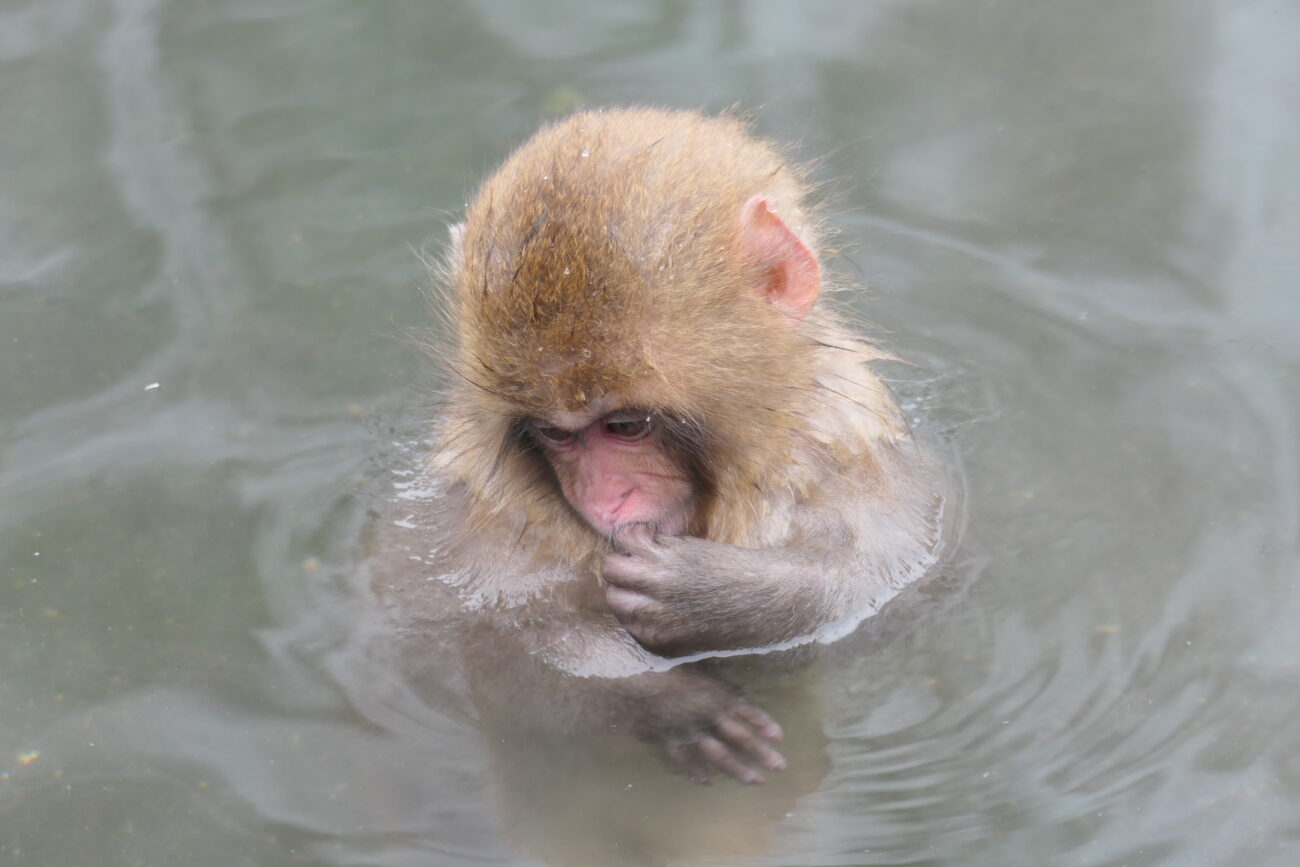長野県 山ノ内町】地獄谷野猿公苑は、世界で唯一「温泉に入る猿」が見