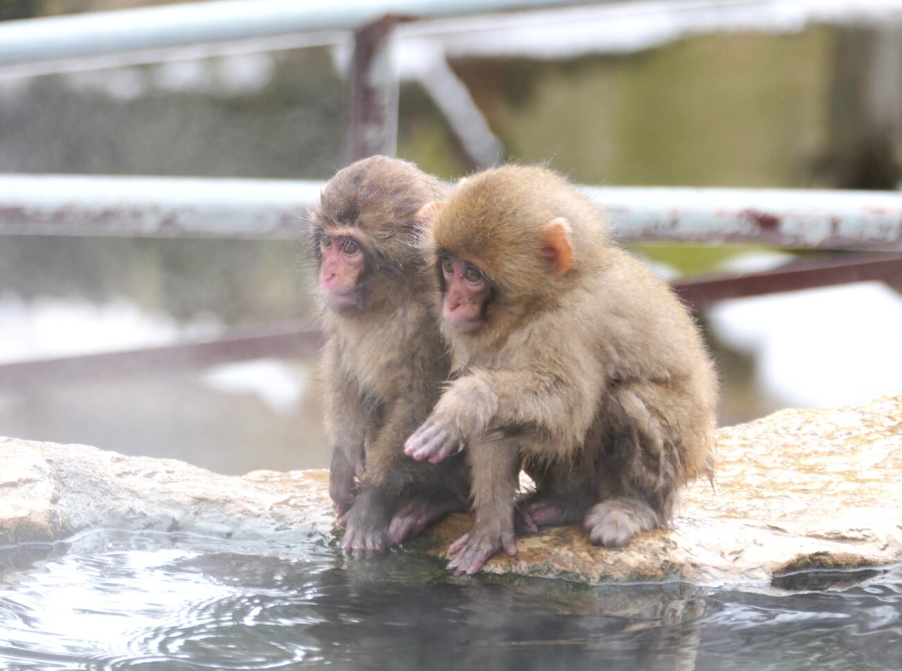 地獄谷野猿公苑 jigokudani-yaen-koen 子猿