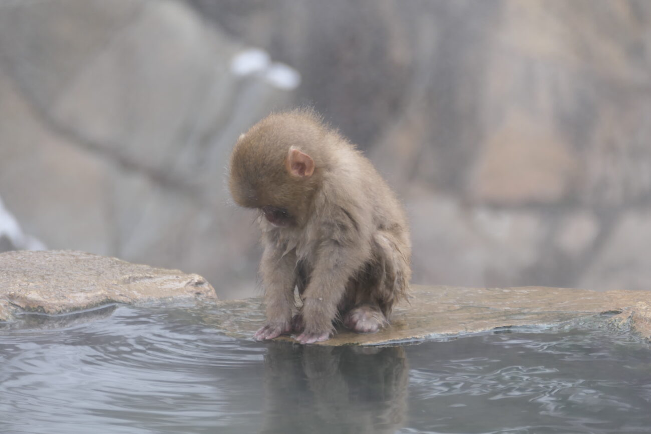 地獄谷野猿公苑 jigokudani-yaen-koen 子猿