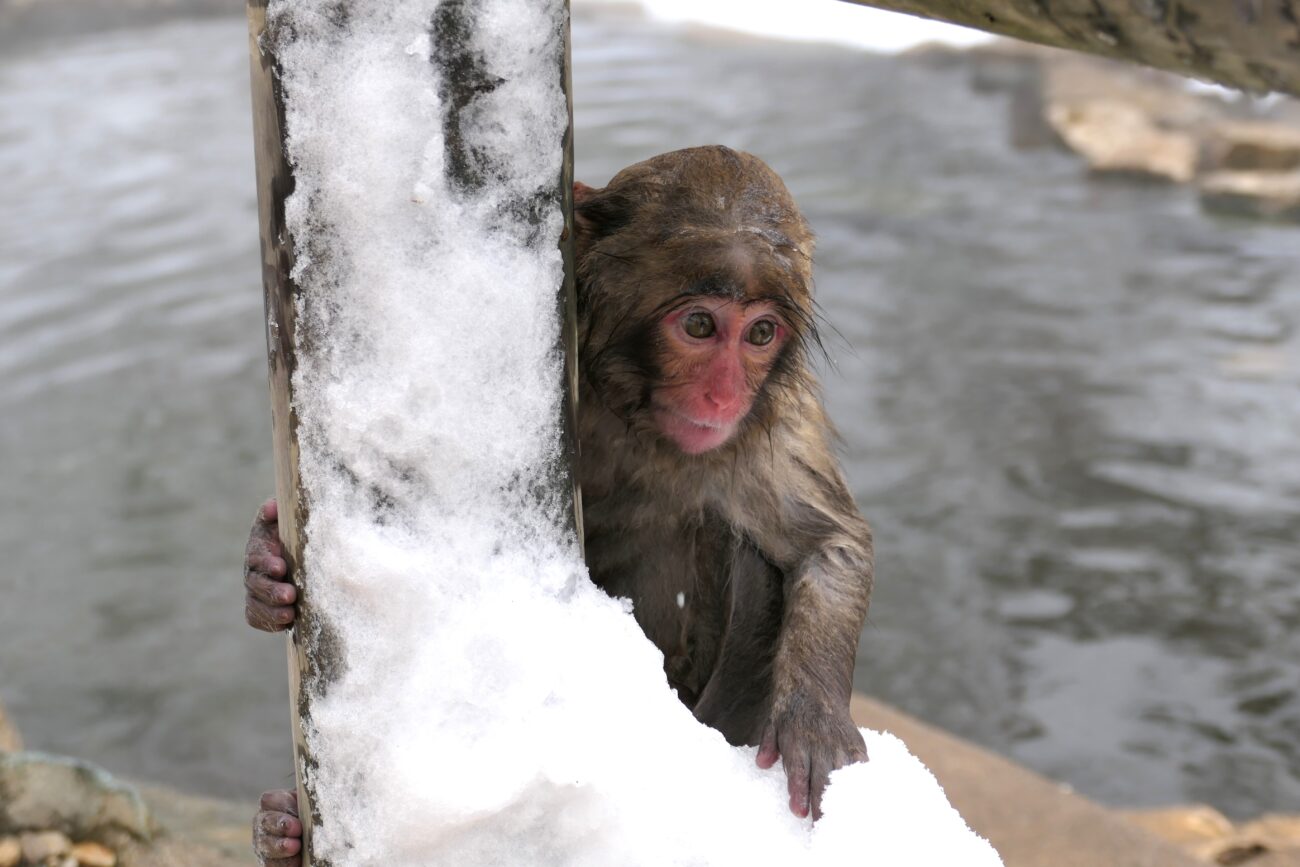 地獄谷野猿公苑 jigokudani-yaen-koen 子猿