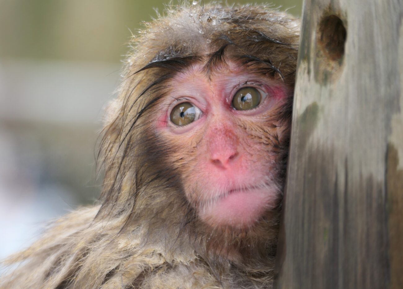 地獄谷野猿公苑 jigokudani-yaen-koen 子猿