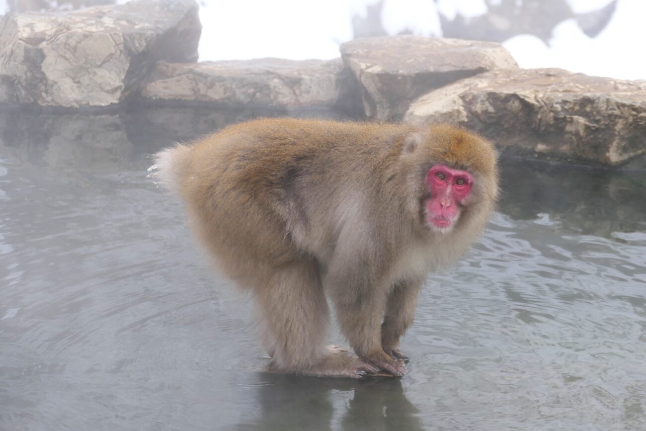 地獄谷野猿公苑 jigokudani-yaen-koen 猿