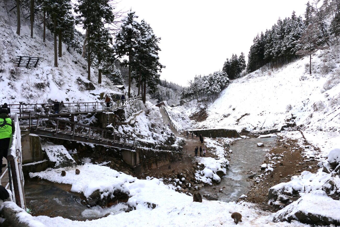 地獄谷野猿公苑 jigokudani-yaen-koen 苑内