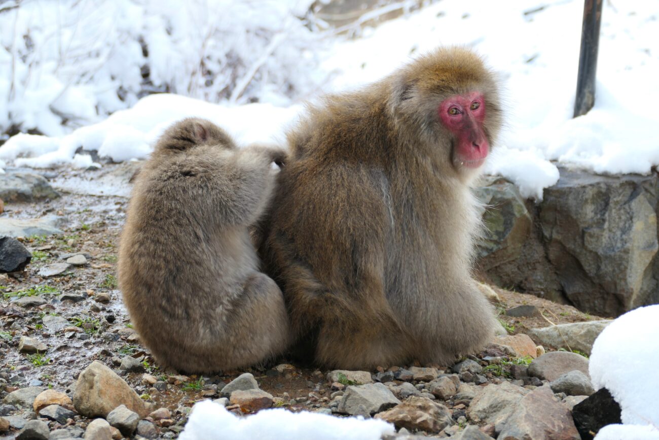 地獄谷野猿公苑 jigokudani-yaen-koen 猿