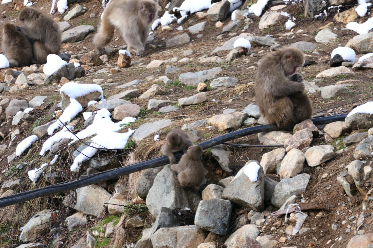 地獄谷野猿公苑 jigokudani-yaen-koen 猿