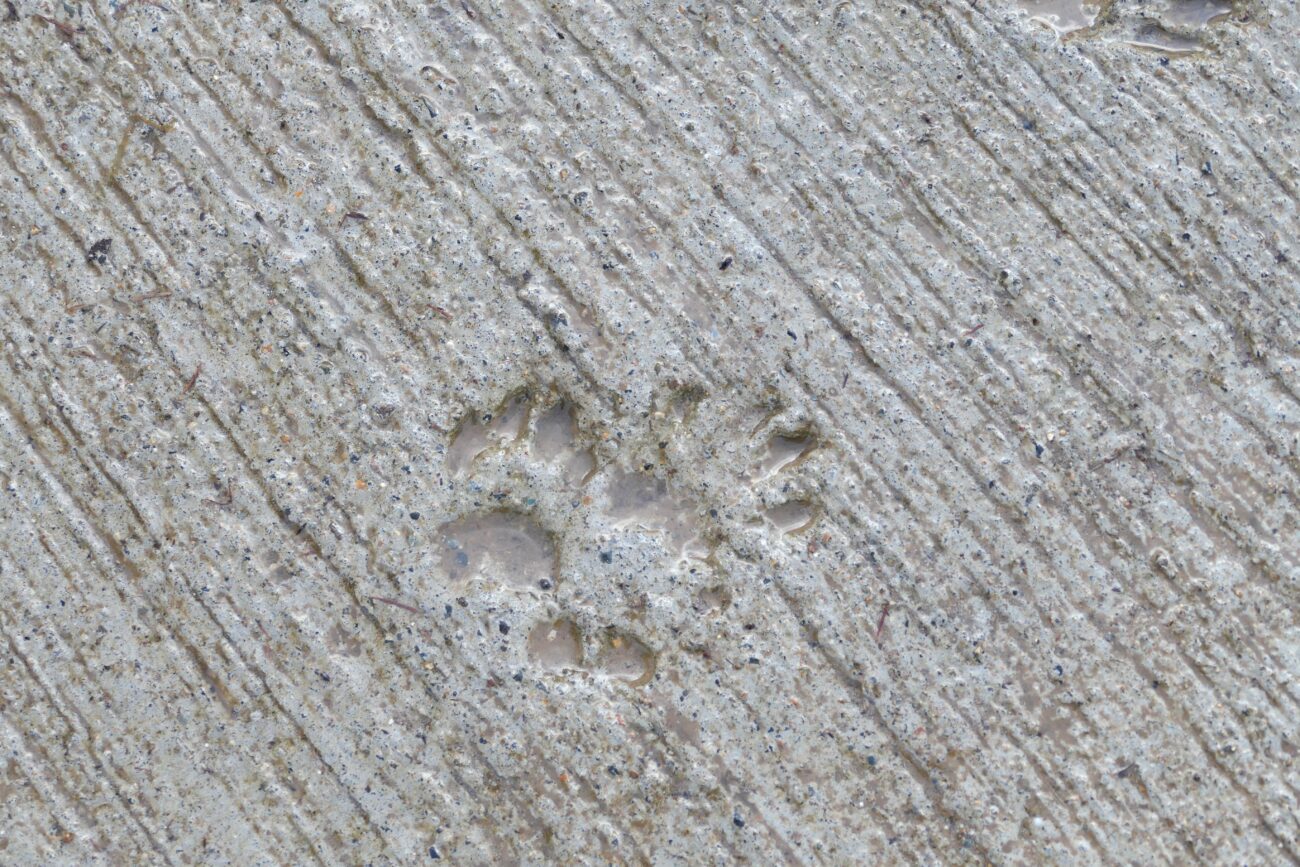 地獄谷野猿公苑 jigokudani-yaen-koen 足跡