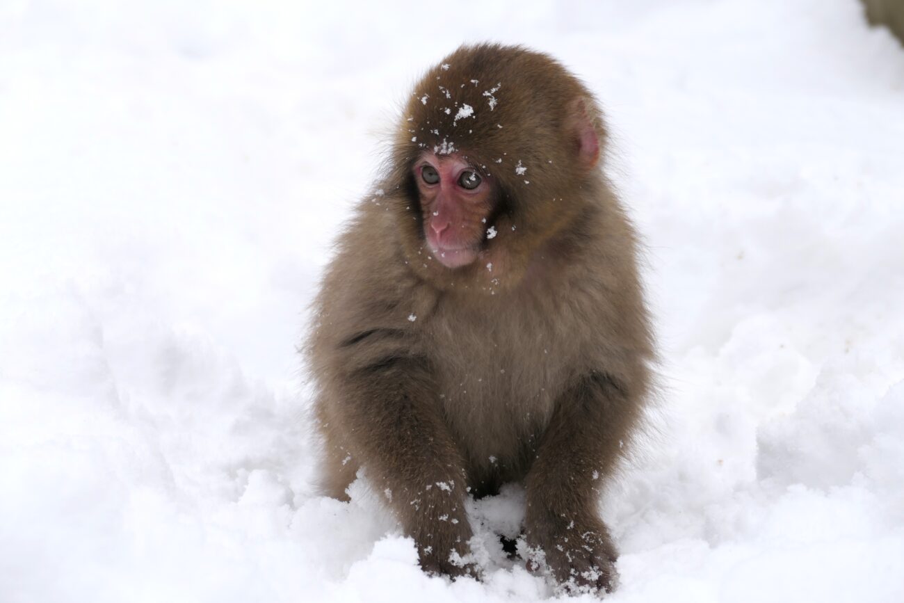 地獄谷野猿公苑 jigokudani-yaen-koen 子猿
