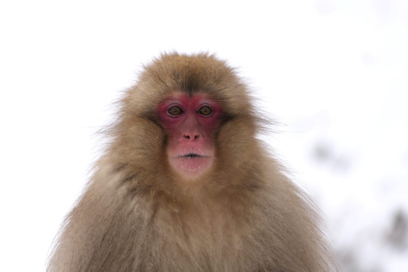 地獄谷野猿公苑 jigokudani-yaen-koen 威嚇する猿