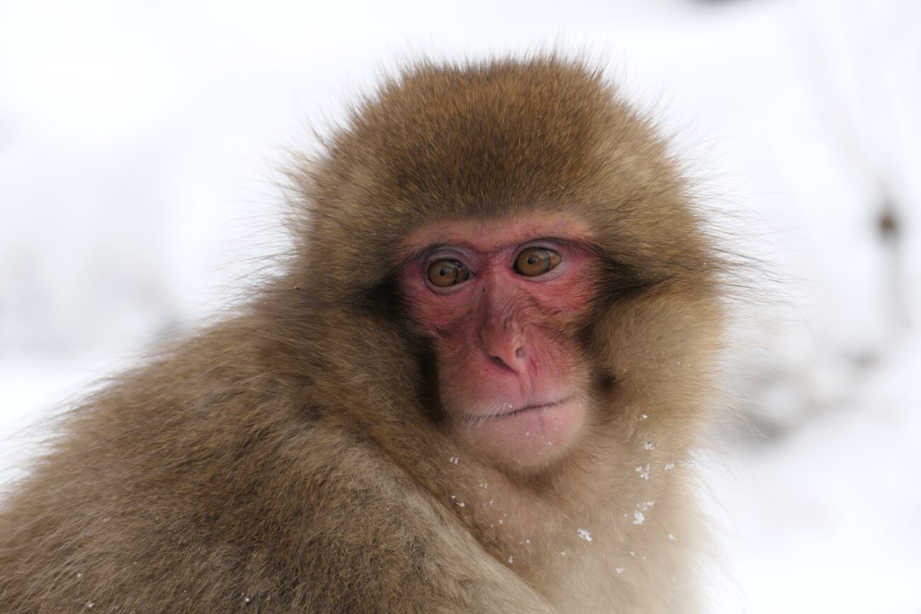 地獄谷野猿公苑 jigokudani-yaen-koen 猿