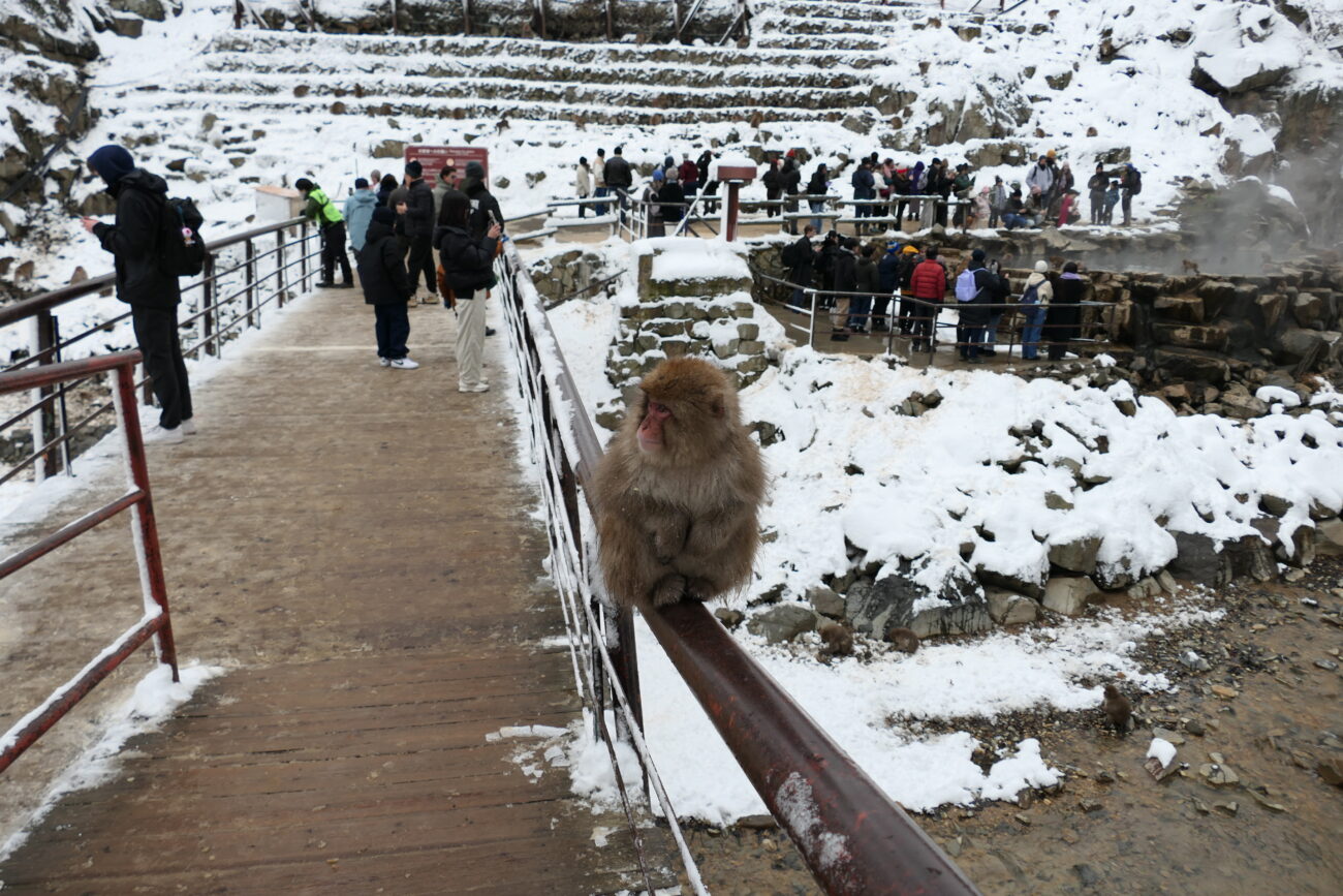 地獄谷野猿公苑 jigokudani-yaen-koen 猿