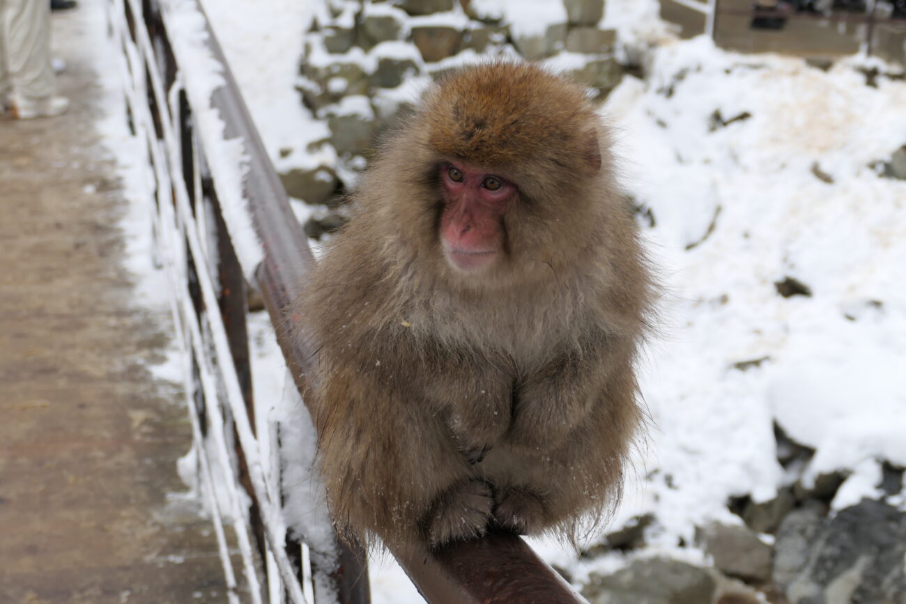 地獄谷野猿公苑 jigokudani-yaen-koen 猿