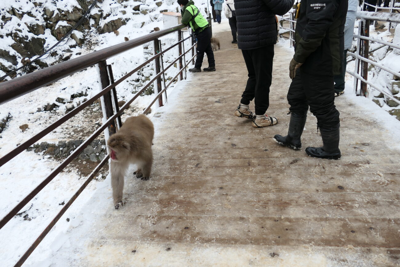 地獄谷野猿公苑 jigokudani-yaen-koen 猿