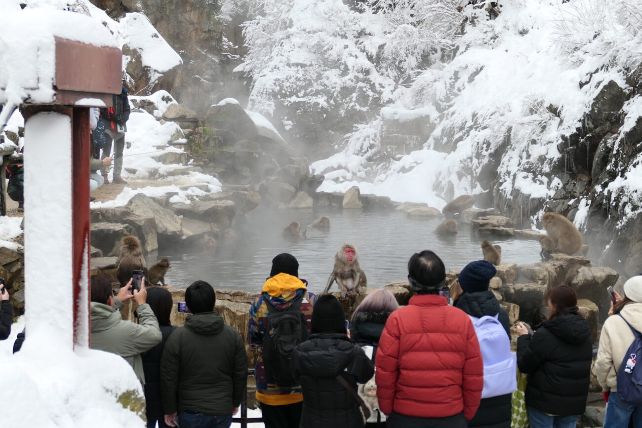 地獄谷野猿公苑 jigokudani-yaen-koen 温泉