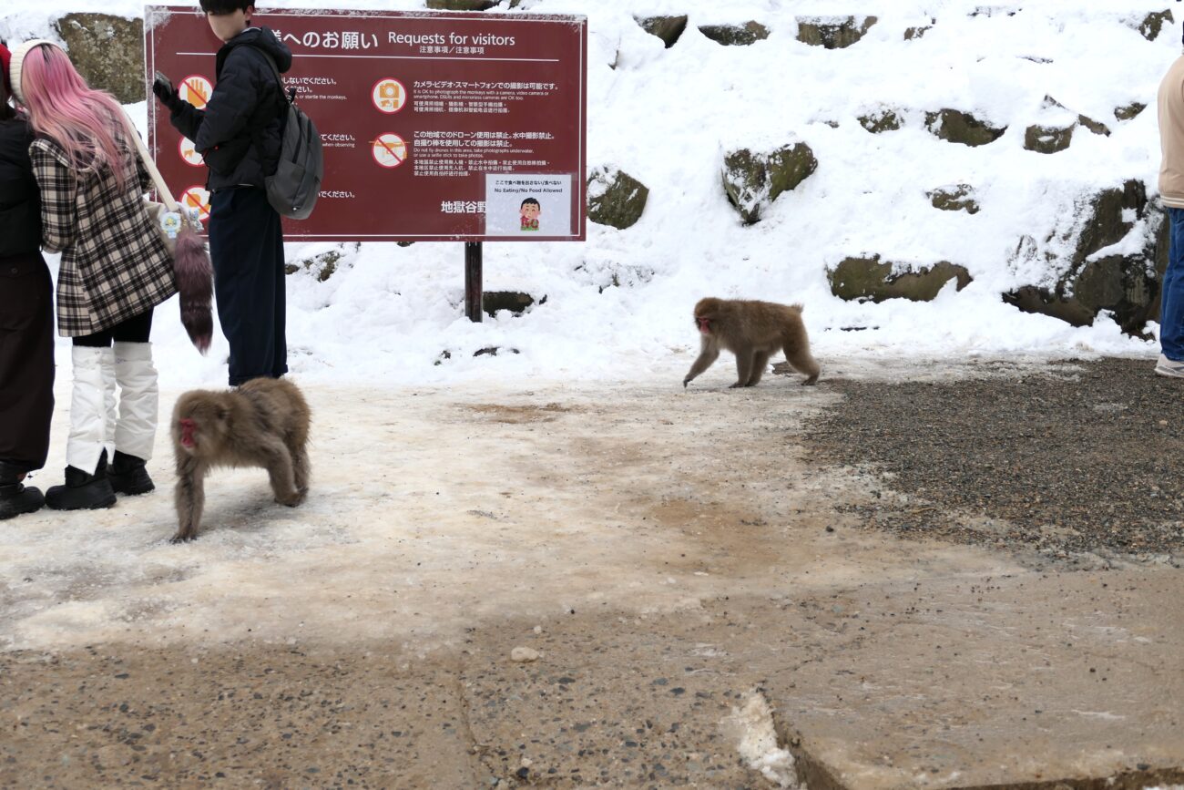 地獄谷野猿公苑 jigokudani-yaen-koen 近づく猿
