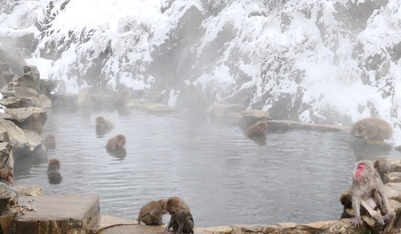 地獄谷野猿公苑 jigokudani-yaen-koen 温泉に浸かる猿