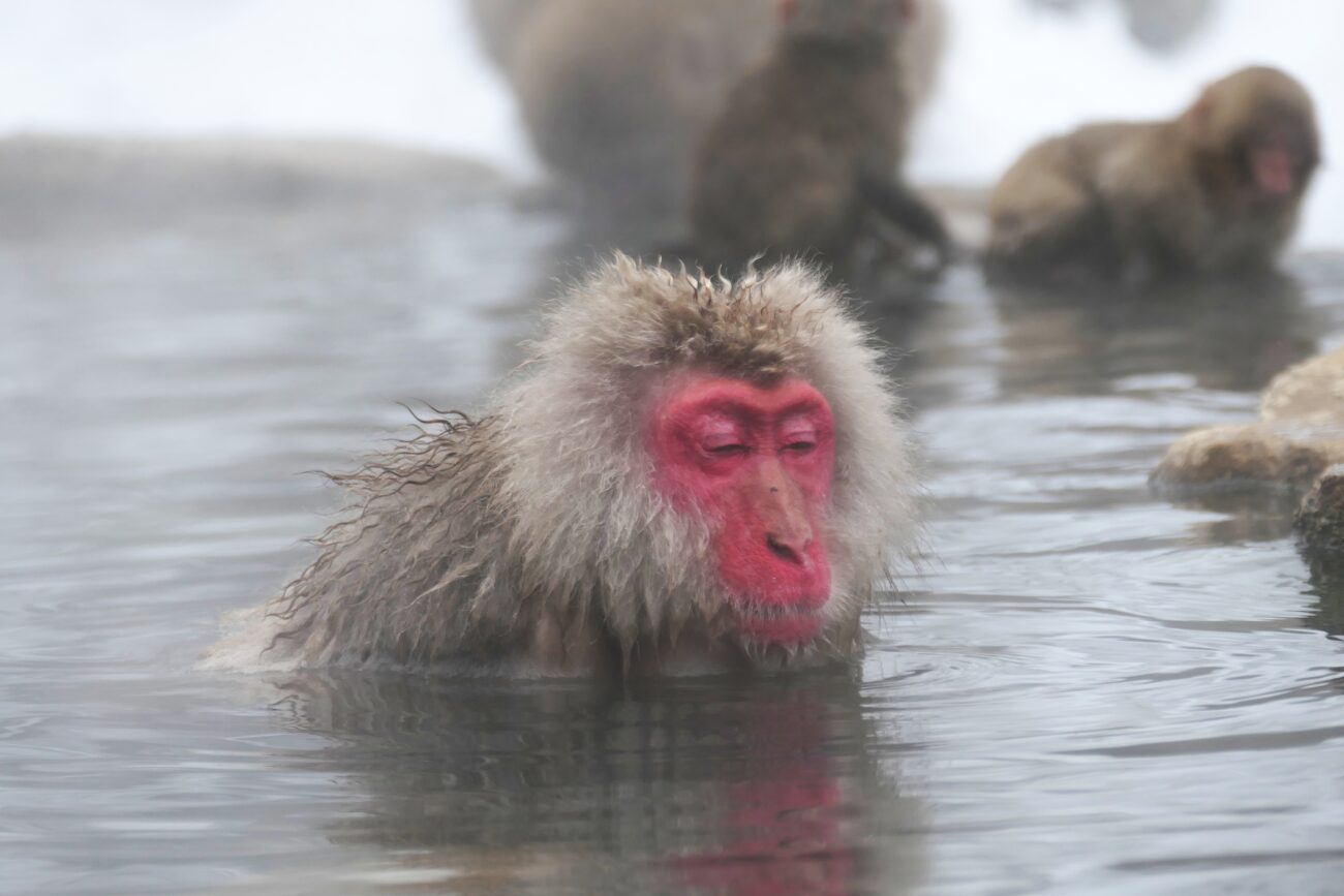 地獄谷野猿公苑 jigokudani-yaen-koen 温泉に浸かる猿