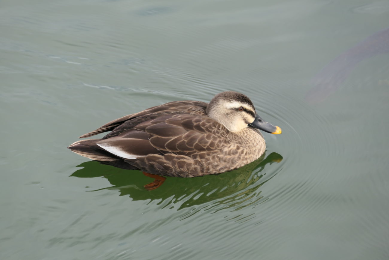 松本城のお堀のカモ